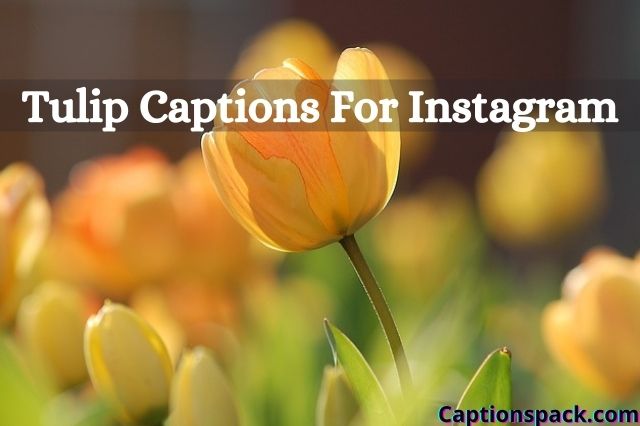 Tulip Captions