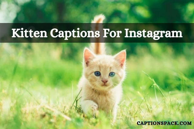 220+ Kitten Captions for Instagram {Best of 2022} Hello Kitty Quotes