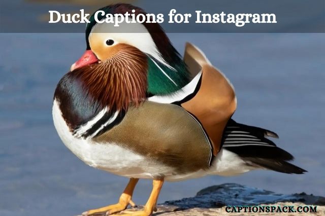 Duck Captions for Instagram