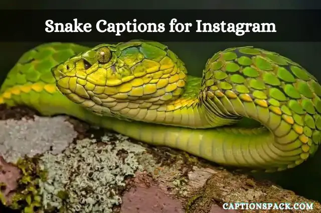 330+ Snake Captions for Instagram {Best of 2022} With Quotes