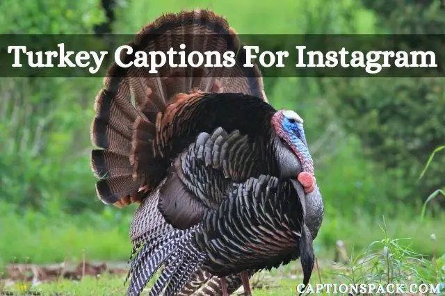 Turkey Captions for Instagram
