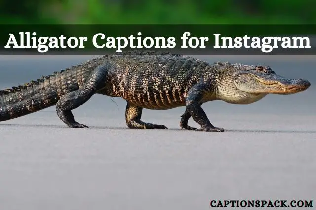 Alligator Captions for Instagram