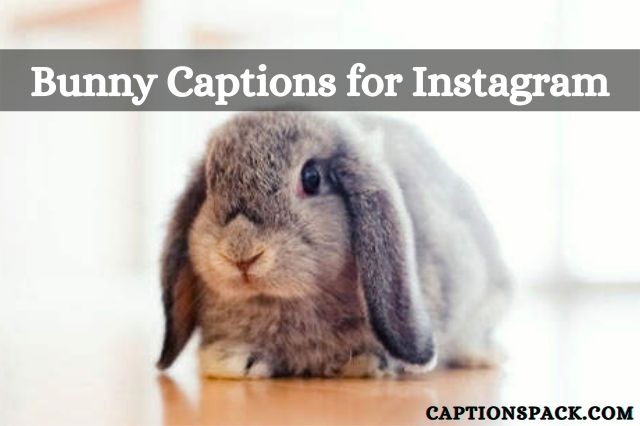 Bunny captions for Instagram