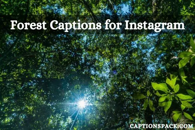 Forest Captions for Instagram