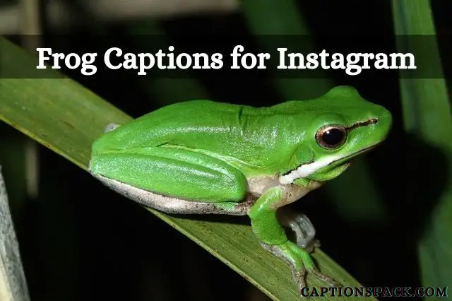 Frog Captions for Instagram