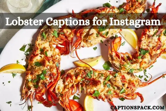 lobster captions for instagram