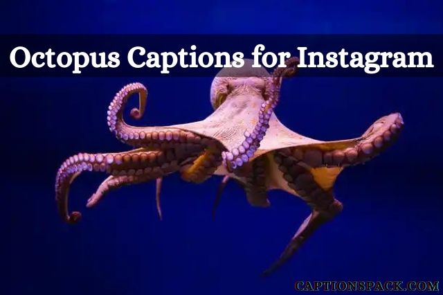 Octopus Captions for Instagram