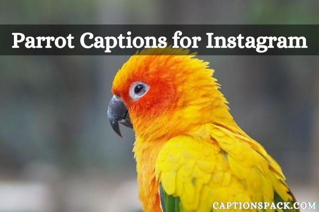 Parrot Captions for Instagram