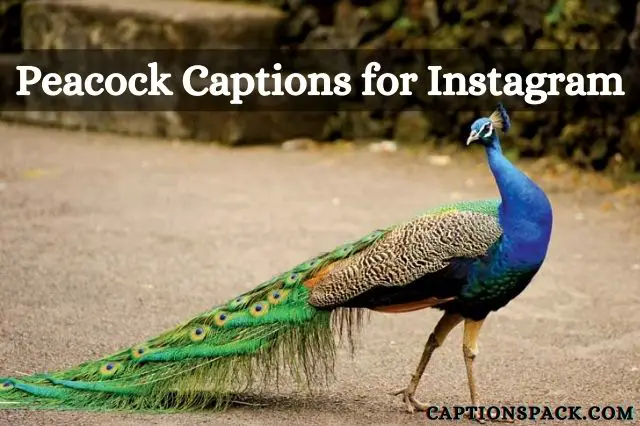 Peacock Captions for Instagram