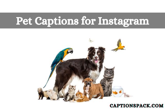 Pet Captions for Instagram