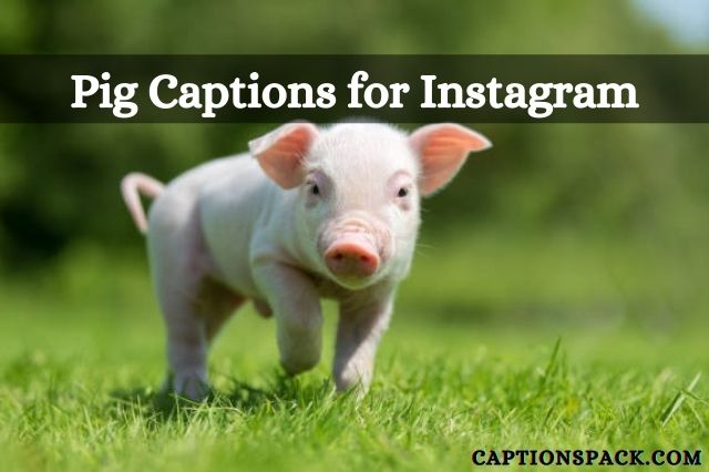 Pig captions for Instagram