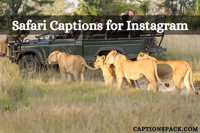 100+ Safari Captions for Instagram With Cute & Funny Quotes