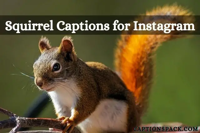 70+ Squirrel Captions for Instagram [Funny & Cute Quotes]