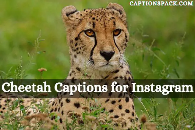 Cheetah Captions for Instagram