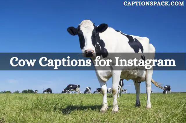 Cow Captions for Instagram