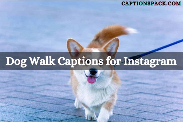 Dog Walk Captions for Instagram