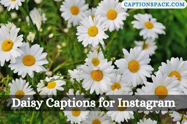 Daisy Captions for Instagram