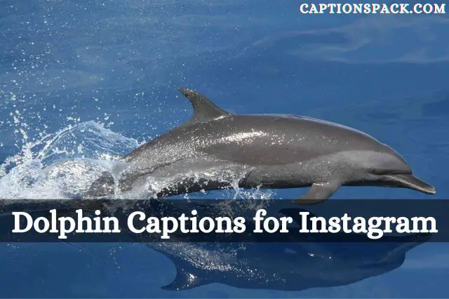 Dolphin Captions for Instagram