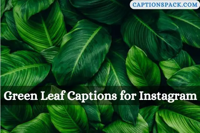 300+ Green Leaf Captions for Instagram with Quotes & Hashatg