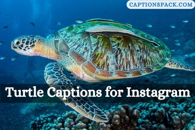 120+ Turtle Captions for Instagram with Puns, Quotes