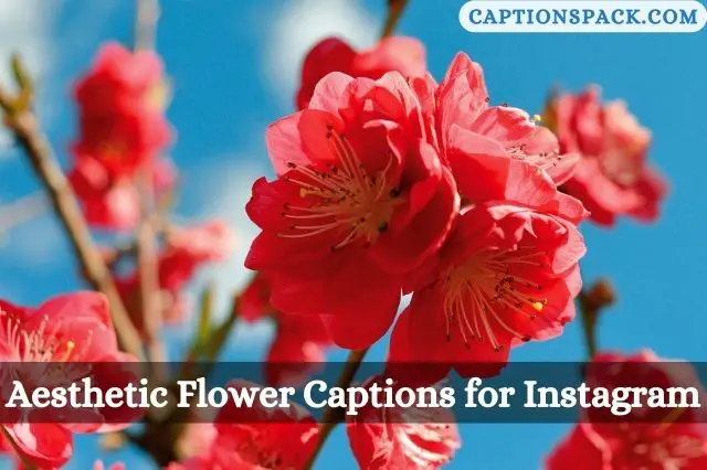 Aesthetic Flower Captions for Instagram