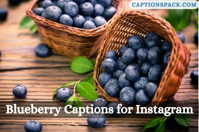Blueberry Captions for Instagram