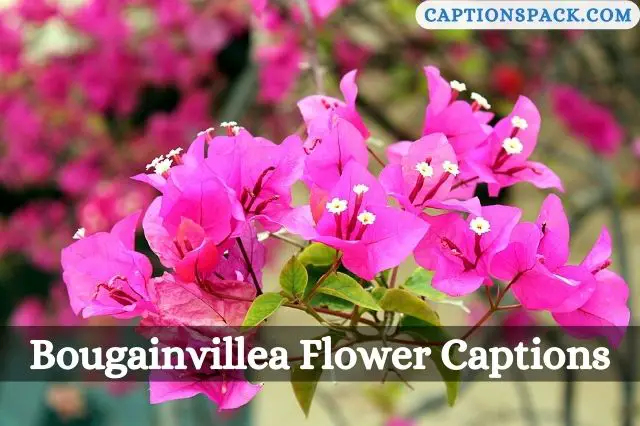 Bougainvillea Flower Captions for Instagram