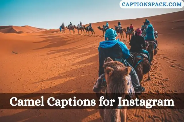 150+ Camel Captions for Instagram with Quotes