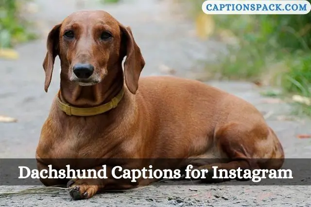 Dachshund Captions for Instagram