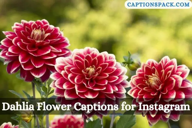 Dahlia Flower Captions for Instagram