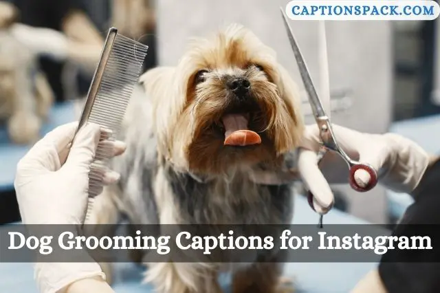 Dog Grooming Captions for Instagram