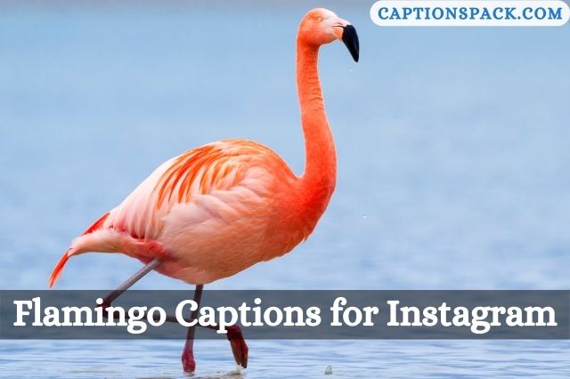Flamingo Captions for Instagram
