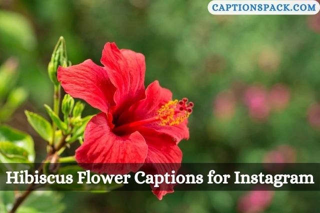 Hibiscus Flower Captions for Instagram