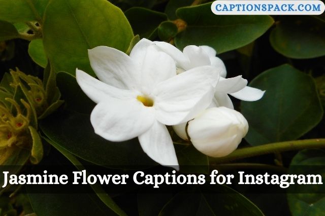 Jasmine Flower Captions for Instagram