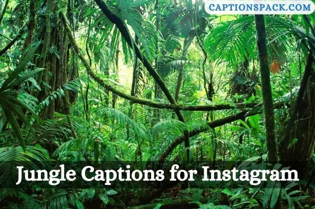 Jungle Captions for Instagram
