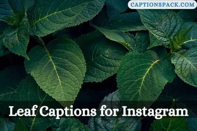 Leaf Captions for Instagram
