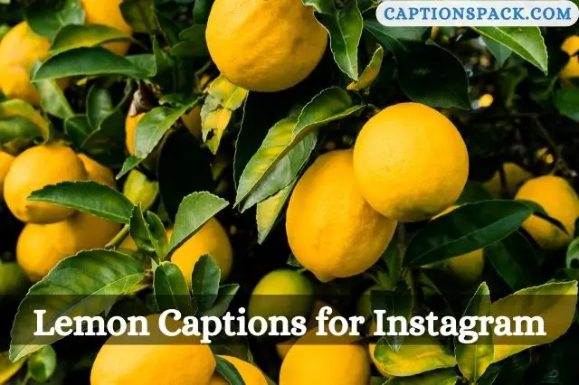 Lemon Captions for Instagram
