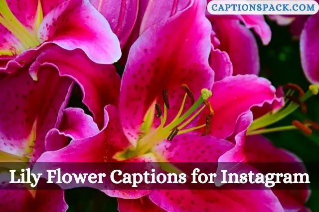 Lily Flower Captions for Instagram