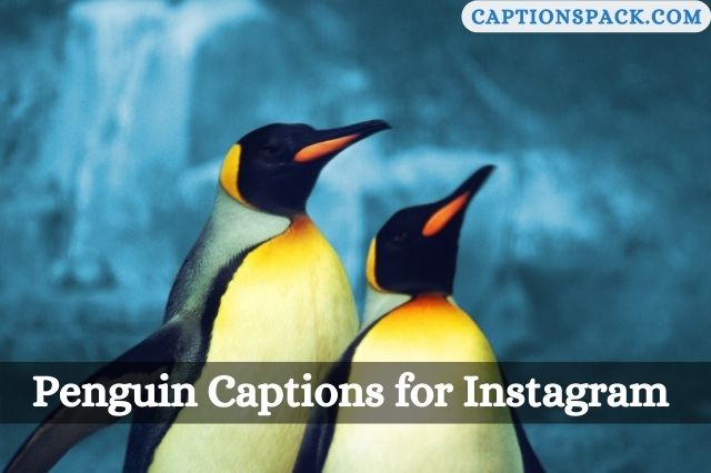 Penguin Captions for Instagram