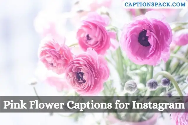 Pink Flower Captions for Instagram
