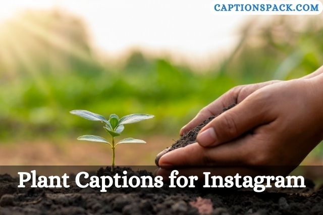 Plant Captions for Instagram