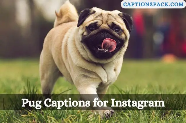 Pug captions for Instagram
