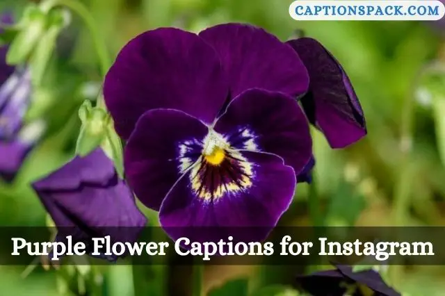Purple Flower Captions for Instagram