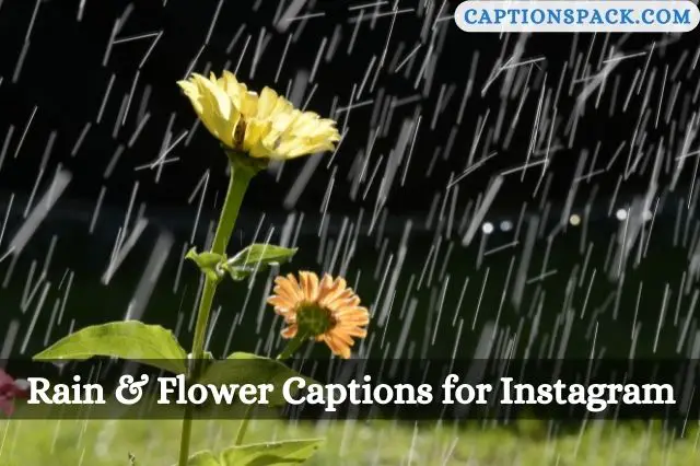 Rain And Flower Bio for Instagram