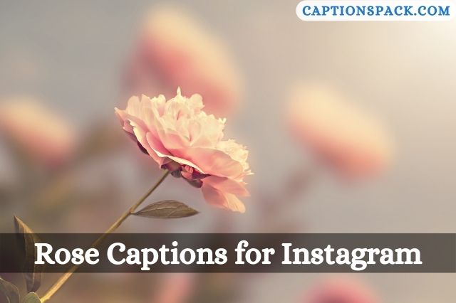 Rose Captions for Instagram