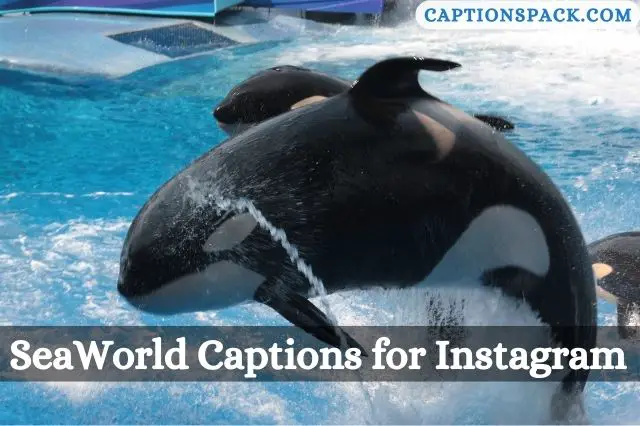 SeaWorld Captions for Instagram