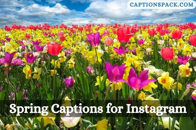 110+ Spring Captions for Instagram with Quotes