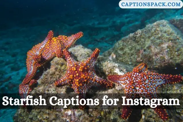 Starfish Captions for Instagram