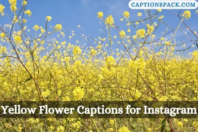 Yellow Flower Captions for Instagram