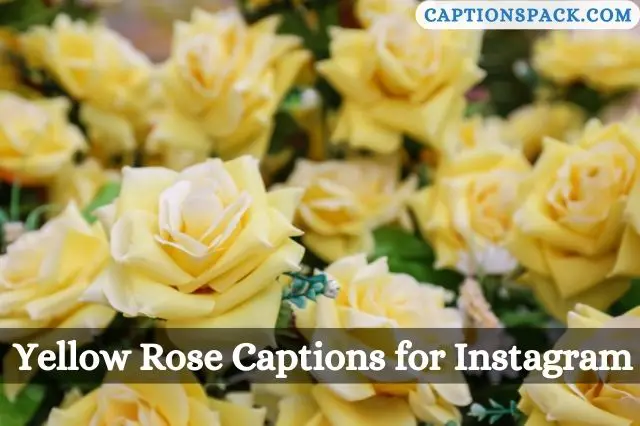 Yellow Rose Captions for Instagram